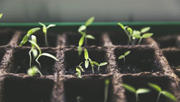 8 خضراوات يمكنك زراعتها في شرفتك أو سطح منزلك
